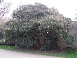 Plancia ëd Viburnum rhytidophyllum Hemsl. ex Forb. & Hemsl.