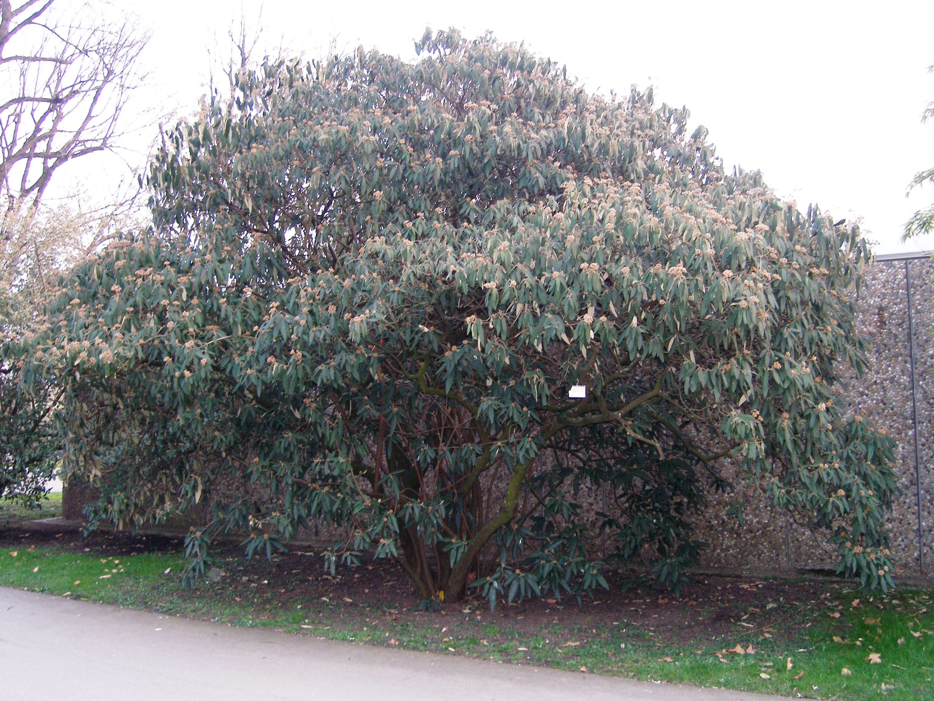 Plancia ëd Viburnum rhytidophyllum Hemsl. ex Forb. & Hemsl.