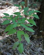 Слика од Calliphysalis carpenteri (Riddell) Whitson