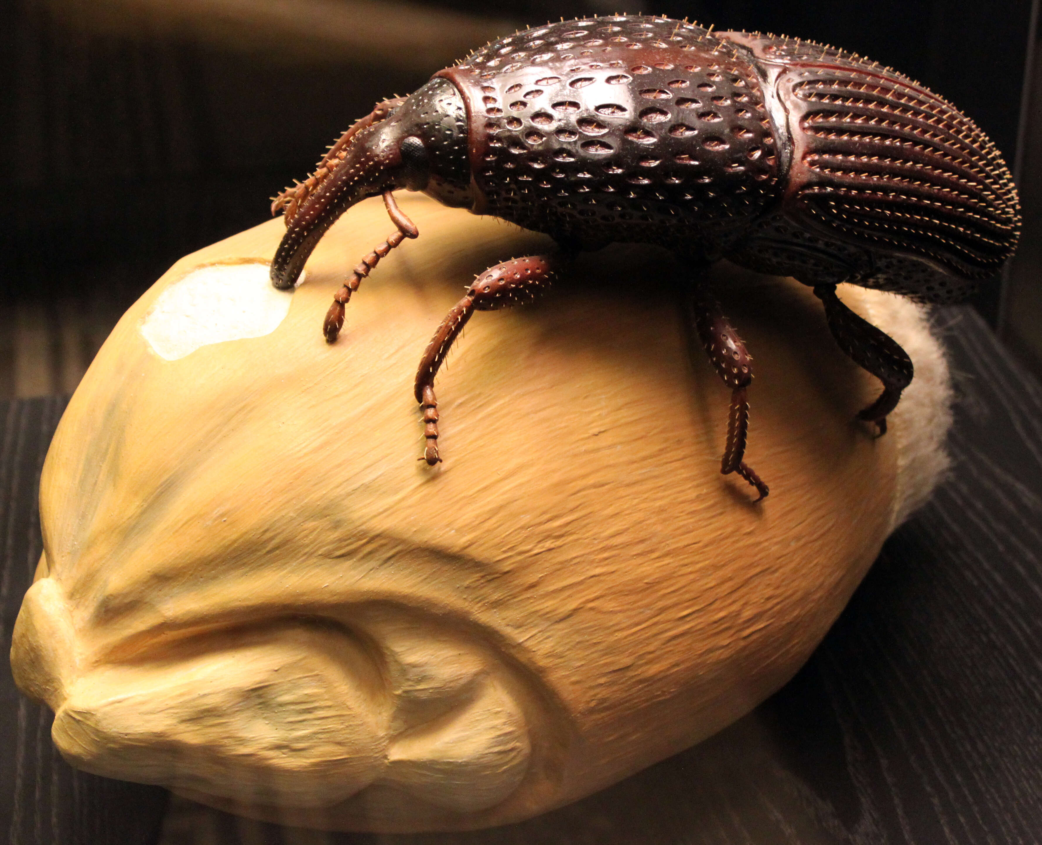 Image of Wheat weevil