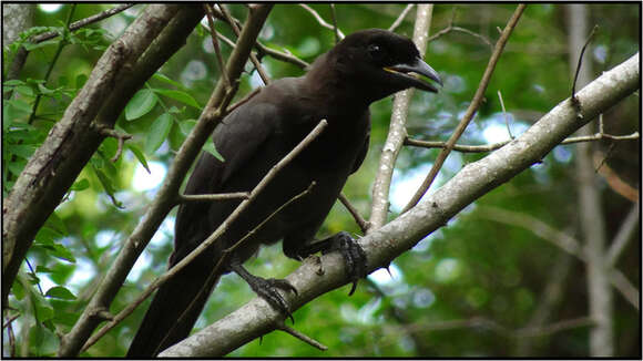 Image of Purplish Jay