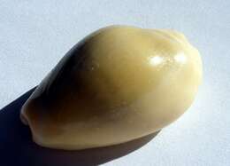 Image of cowry