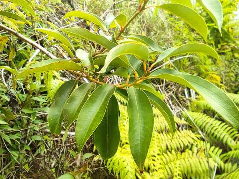 Image of Agarista salicifolia (Lam.) G. Don