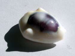 Image of cowry