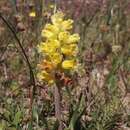 Image of Lachenalia mathewsii W. F. Barker