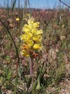 Image of Lachenalia mathewsii W. F. Barker