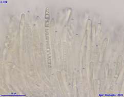 Mollisia discolor (Mont. & Fr.) W. Phillips 1887的圖片