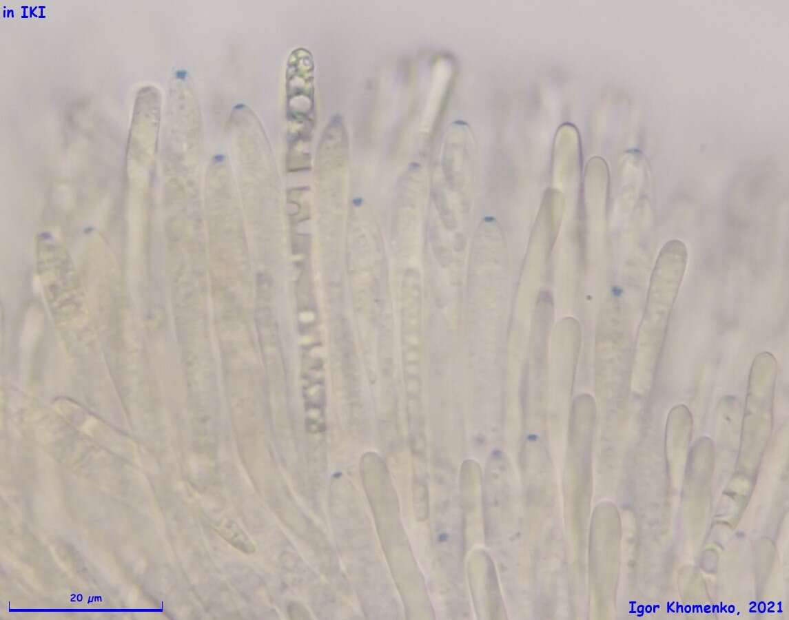 Mollisia discolor (Mont. & Fr.) W. Phillips 1887的圖片