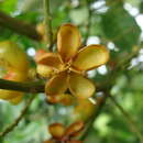 Imagem de Talisia macrophylla (C. Martius) Radlk.