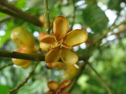 Image of Talisia macrophylla (C. Martius) Radlk.