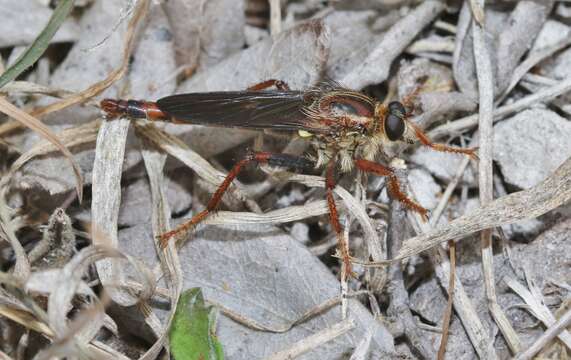 Image of <i>Scleropogon texanus</i>