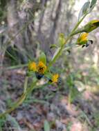 Plancia ëd Chloraea disoides var. picta (Phil. ex Kraenzl.) M. N. Correa