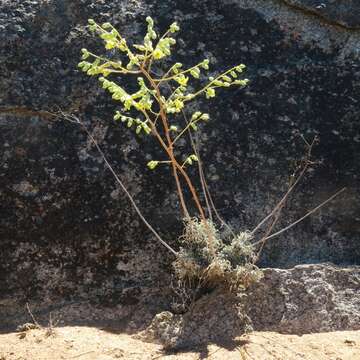 Tylecodon wallichii subsp. ecklonianus (Harv.) H. Tölken resmi