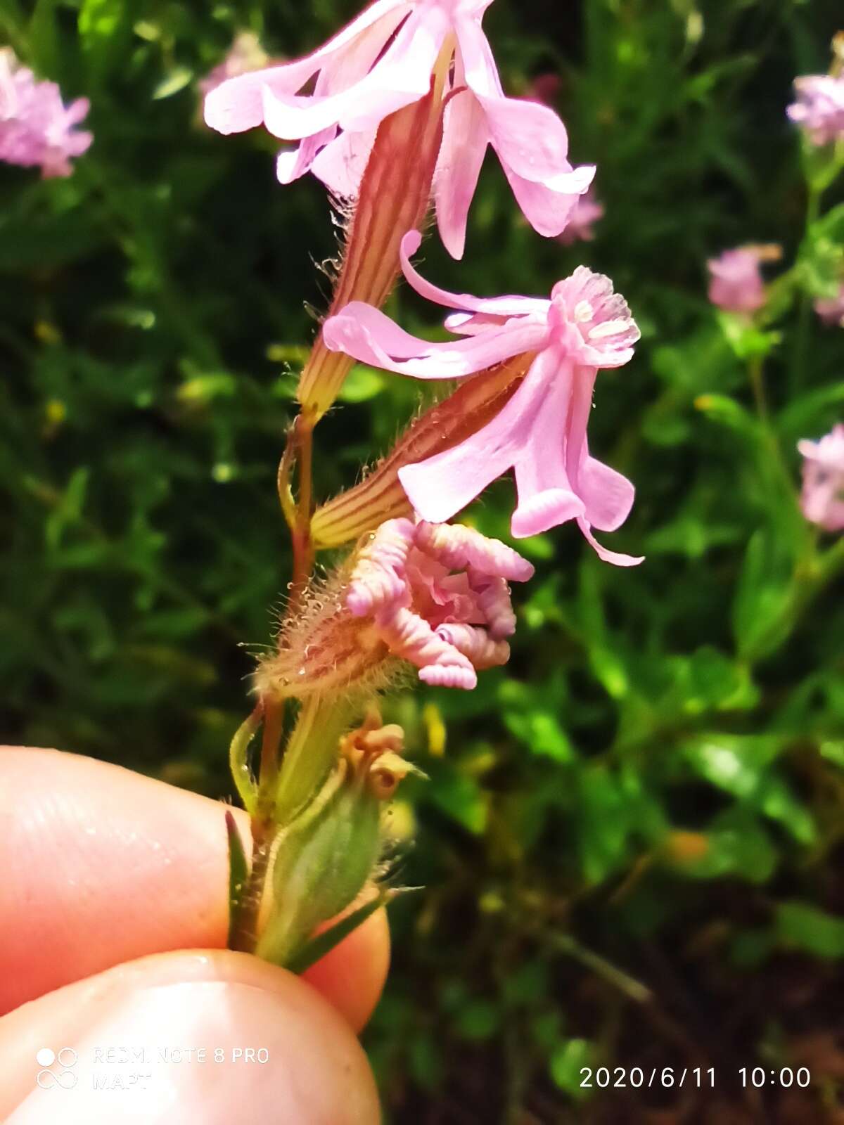 Silene bellidifolia Jacq.的圖片