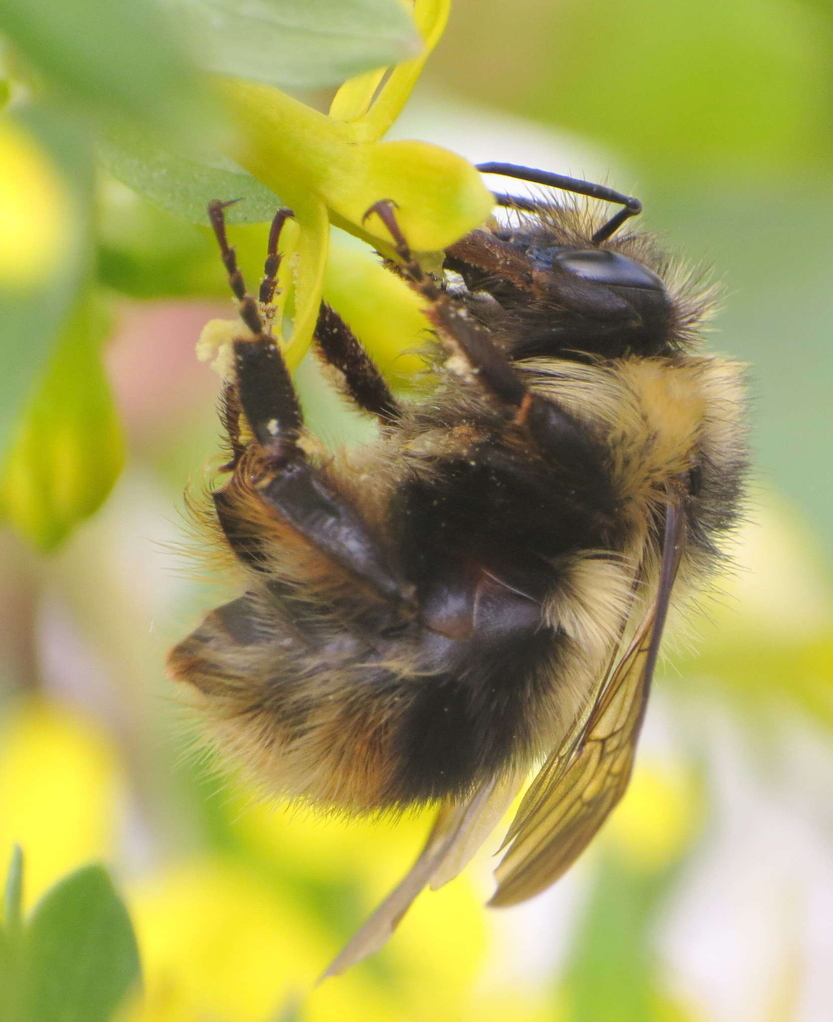 Слика од Bombus mixtus Cresson 1879