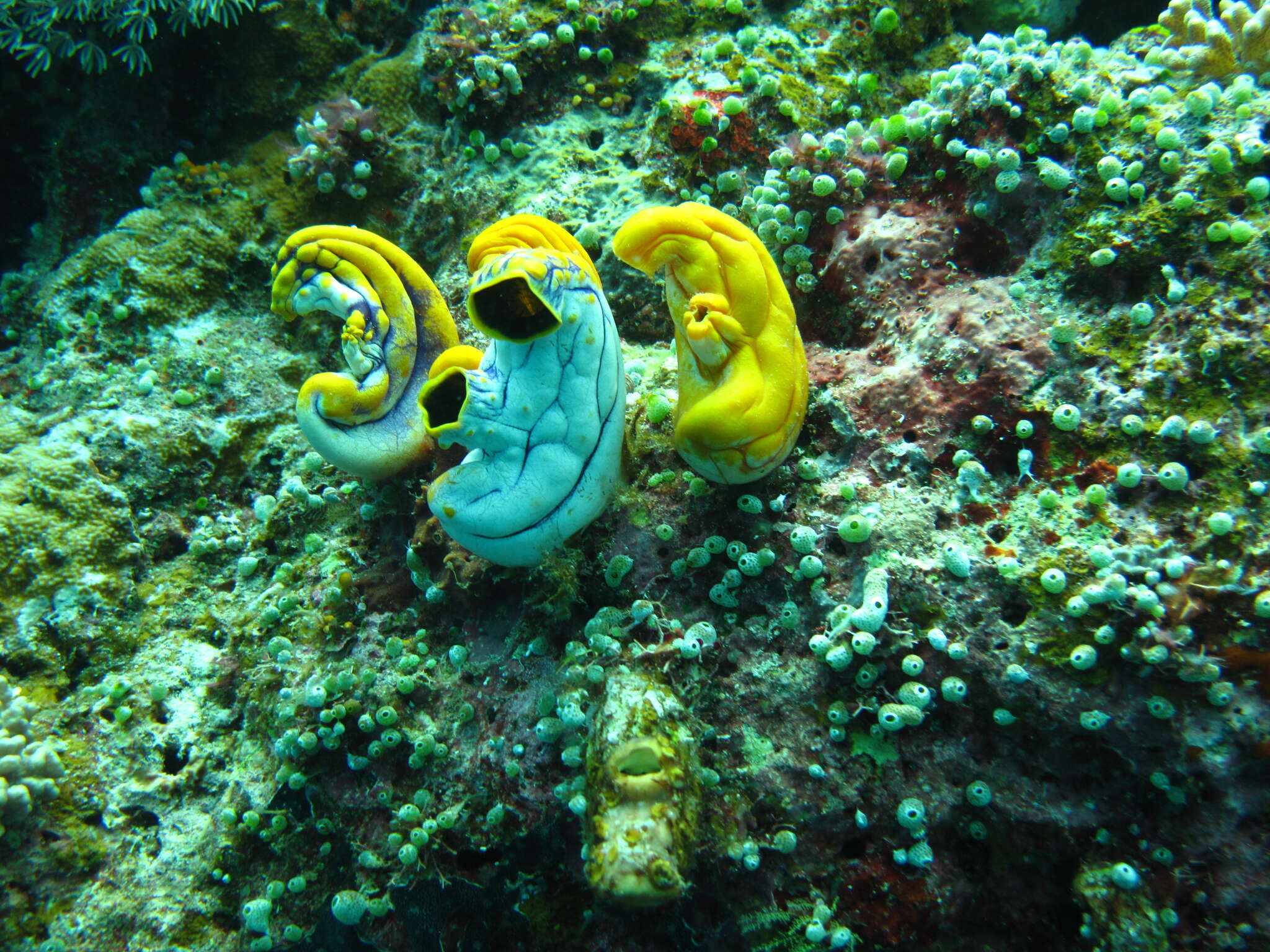 Image of Ox heart ascidian