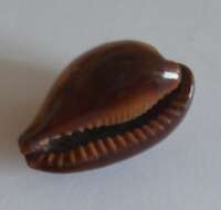 Image of cowries and cowry allies