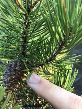 Image of Bolander beach pine