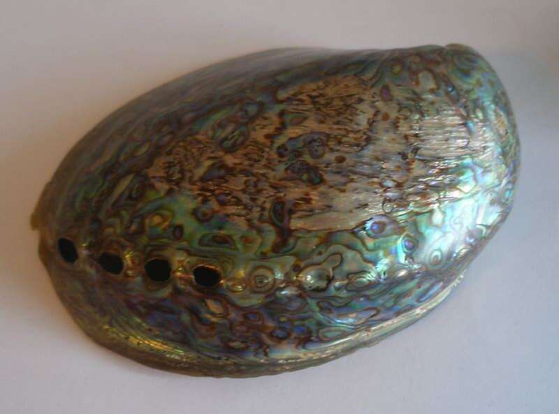 Image of blackfoot paua