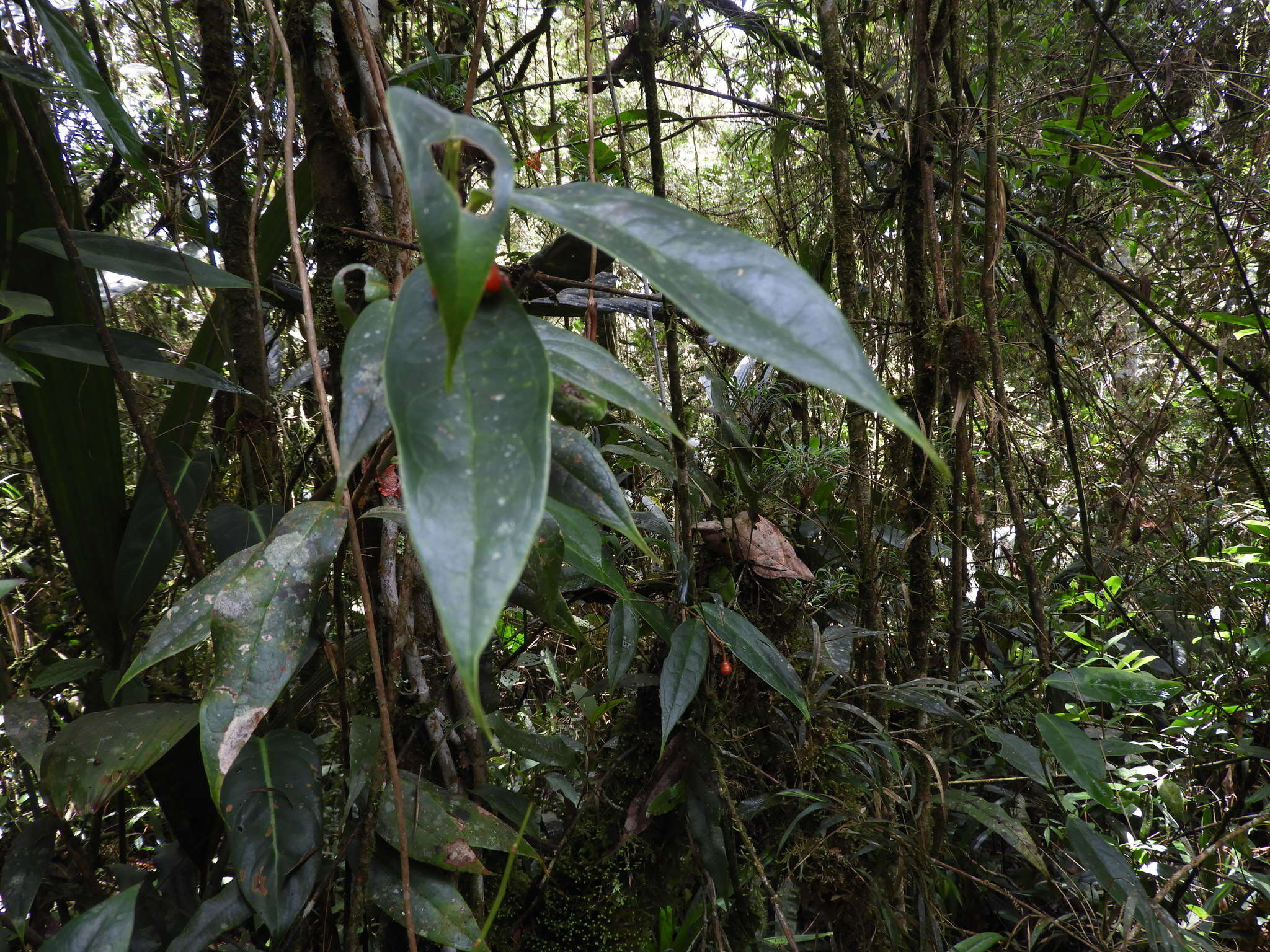 Image of Psammisia pennellii A. C. Sm.