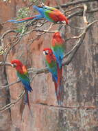 Image of Red-and-green Macaw