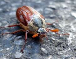 Image of Common cockchafer