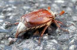 Image of Common cockchafer