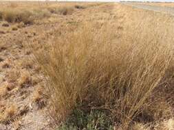 Слика од Eragrostis australasica (Steud.) C. E. Hubb.