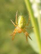 Image of Cucumber green spider