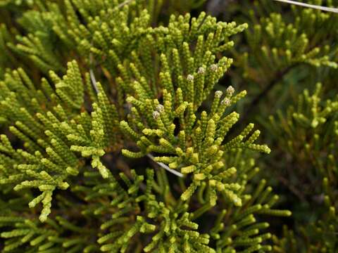 Sivun Veronica tetragona subsp. subsimilis (Col.) Garn.-Jones kuva