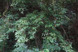 Image of Itea parviflora Hemsl.