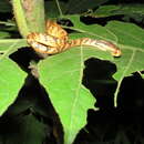 Image of Common Slug Snake