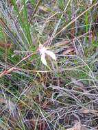 Image of Graceful spider orchid