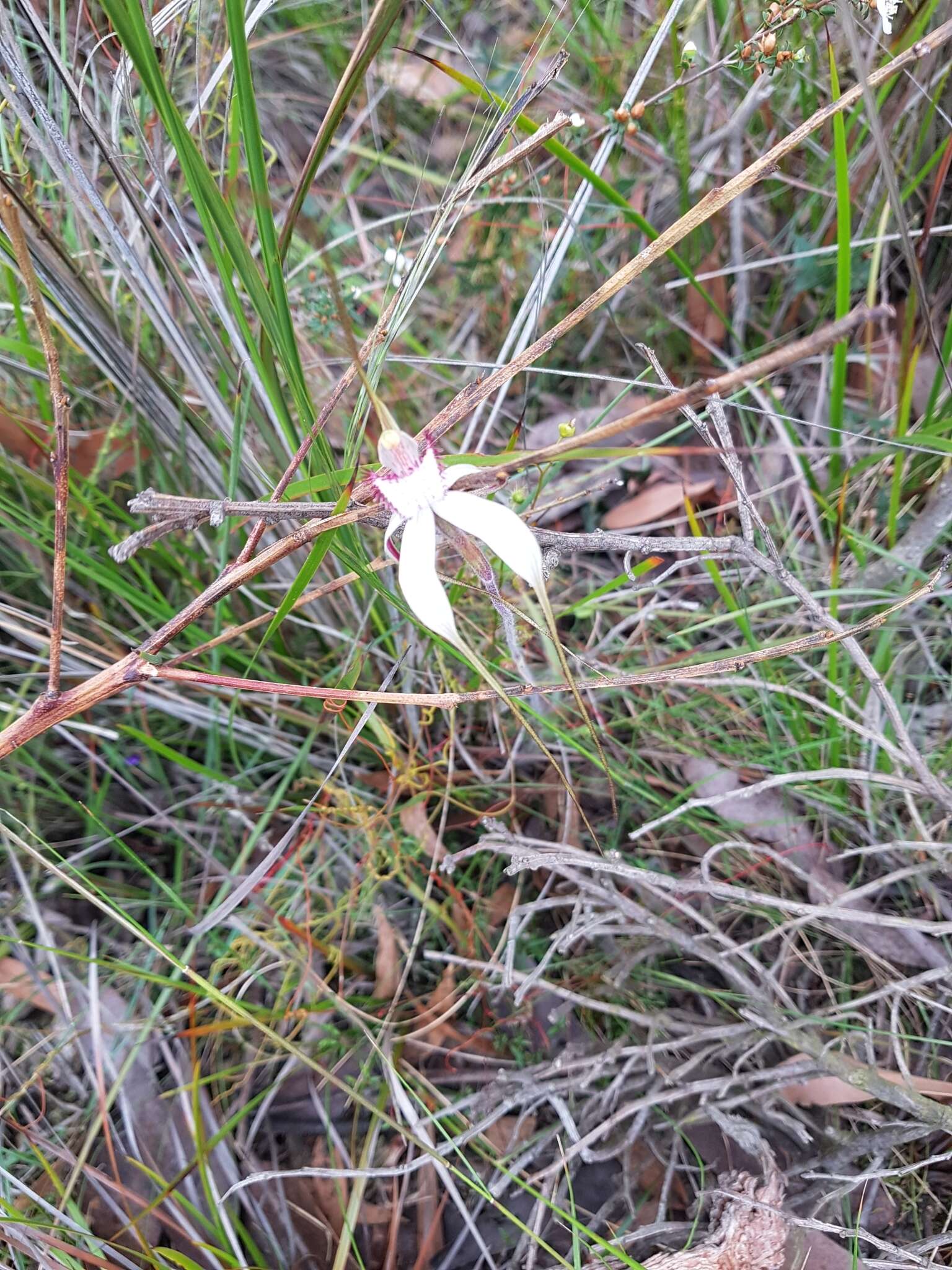 Image of Graceful spider orchid