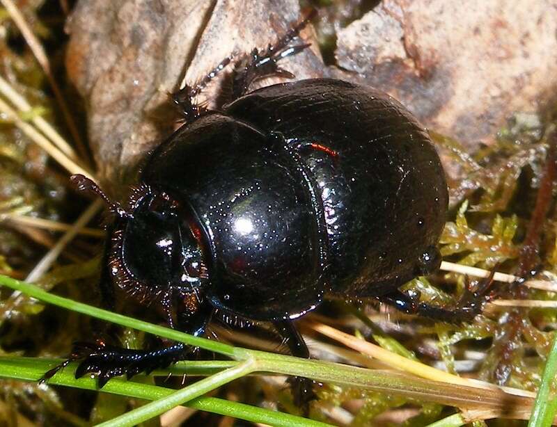 Слика од Geotrupes stercorarius (Linnaeus 1758)