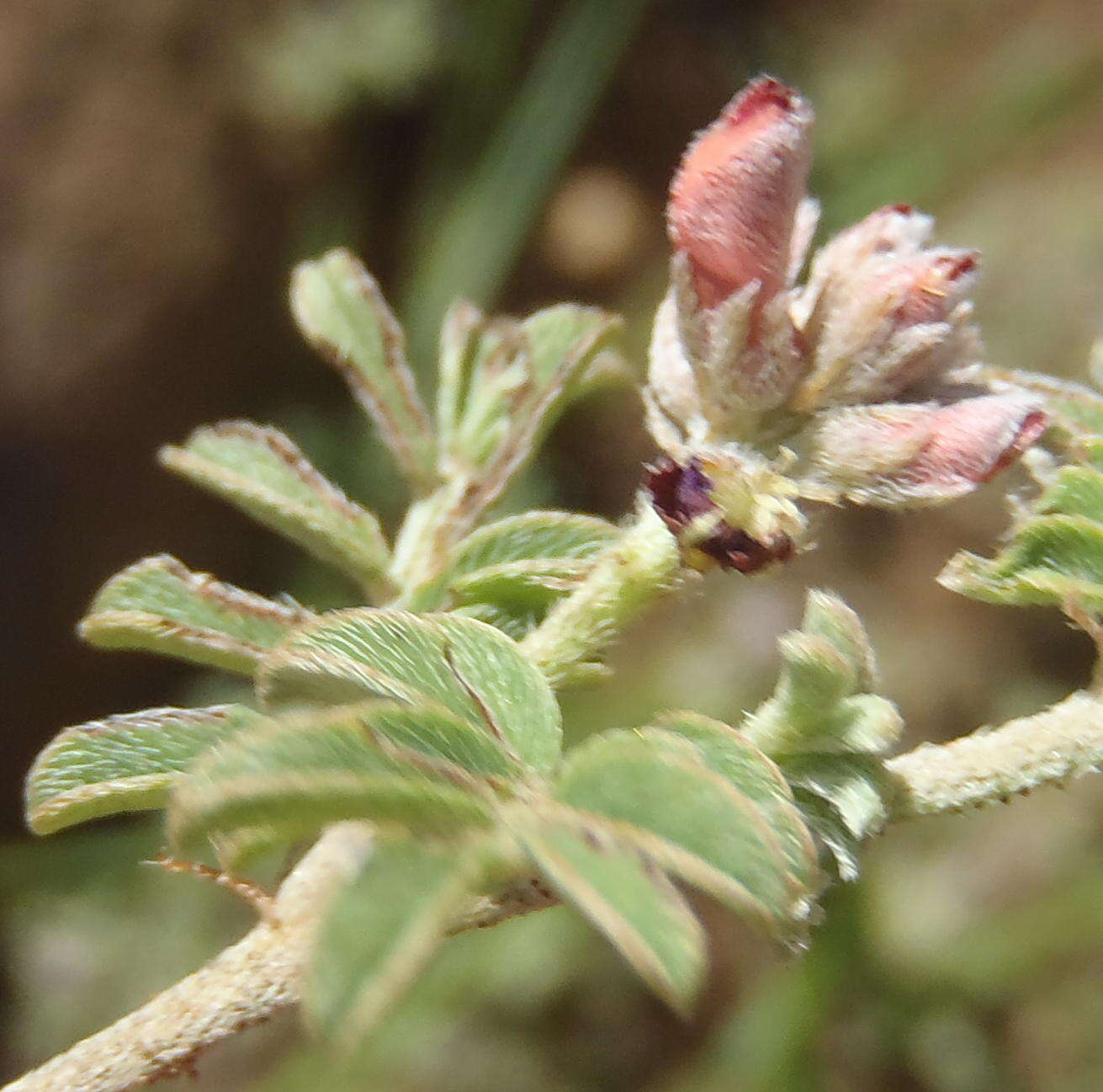 Plancia ëd <i>Indigofera <i>alternans</i></i> var. alternans