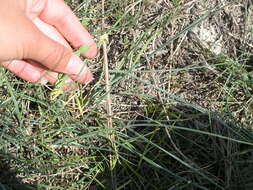 Image of yellow pea