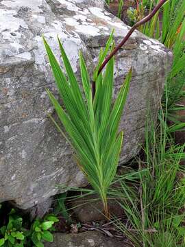 Image of zigzag crocosmia