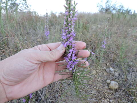 Слика од Liatris punctata var. mucronata (DC.) B. L. Turner