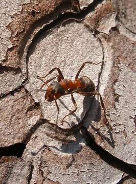 Слика од Formica rufa Linnaeus 1761