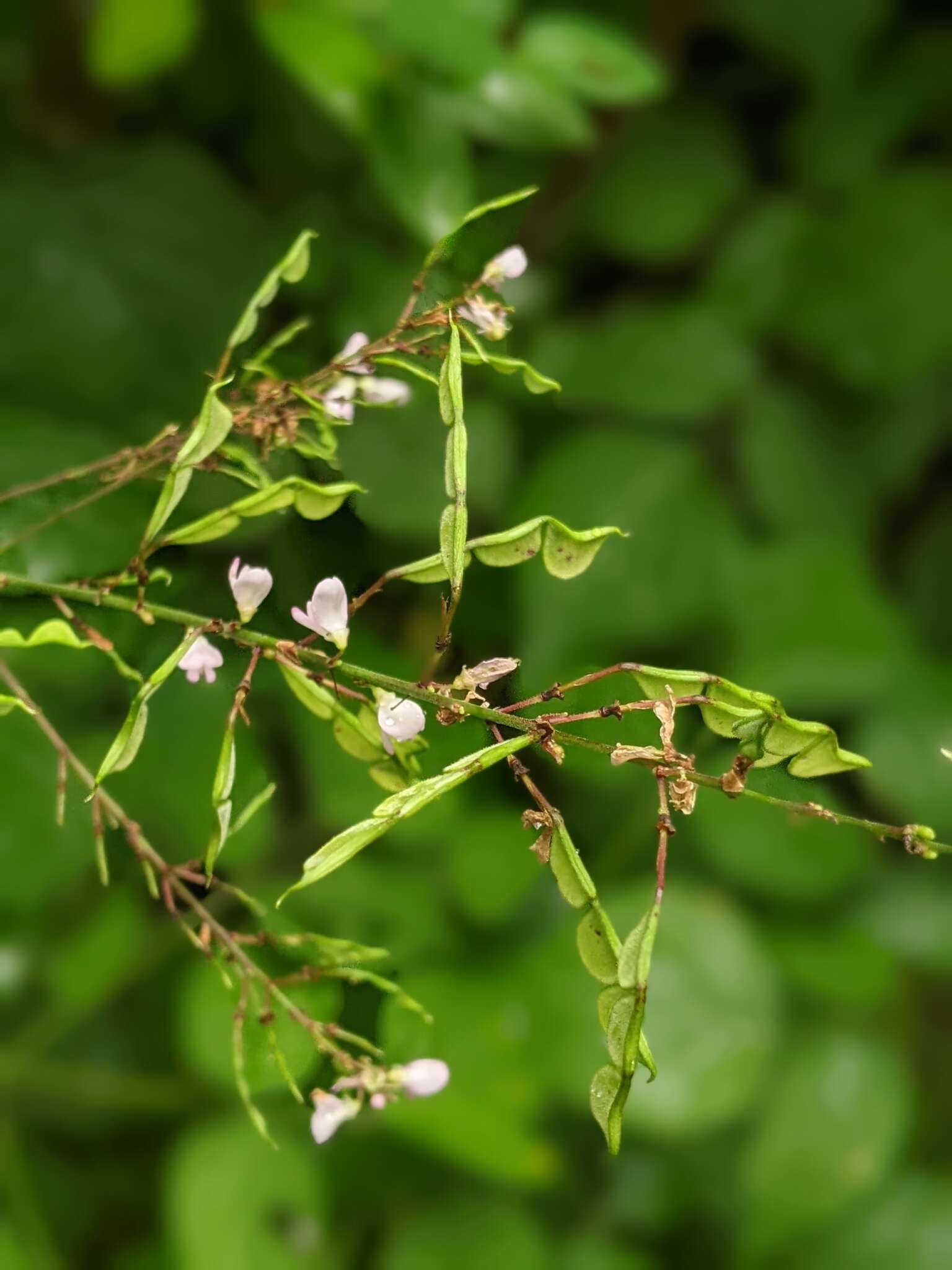 Image of largebract ticktrefoil