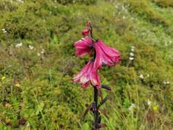 Notholirion bulbuliferum (Lingelsh.) Stearn resmi