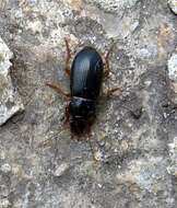 Image of Harpalus (Harpalus) latus (Linnaeus 1758)