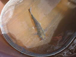 Image of Balsas catfish