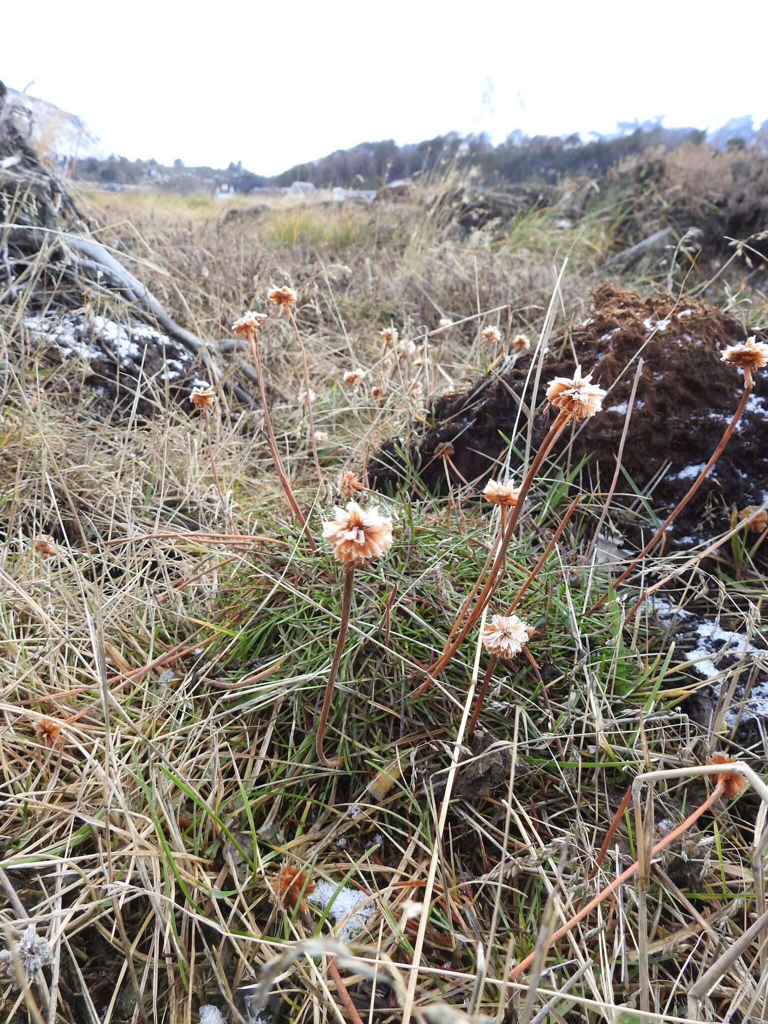 Image of Armeria maritima subsp. andina (Poeppig ex Boiss.) D. M. Moore & Yates