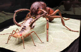 Image of European fire ant