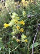 Image of late-flowering yellow rattle