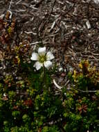 Plancia ëd Cherleria obtusiloba (Rydb.) A. J. Moore & Dillenb.