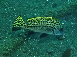 Image of Black-foot sweetlips