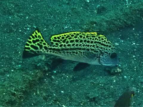 Image of Black-foot sweetlips